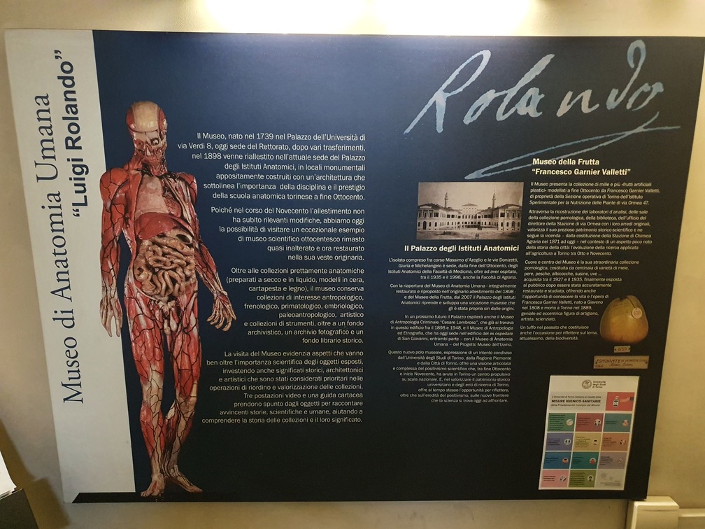 museo anatomia umana torino pannello