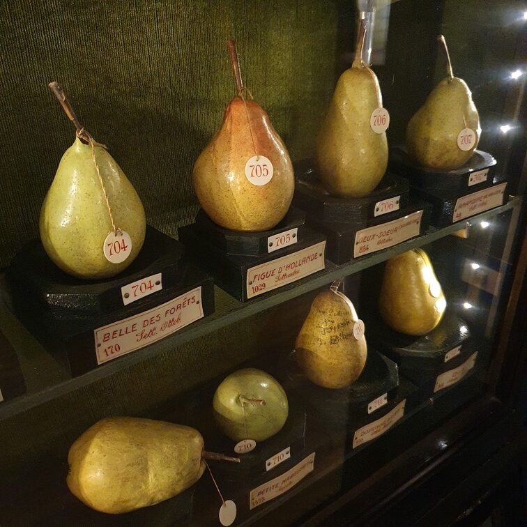 museo della frutta musei di torino pere